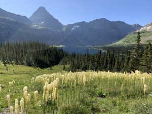 Ivma Employment Opportunities